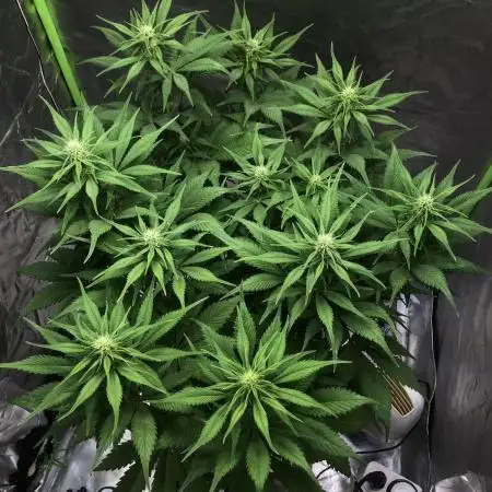 Strawberry Gorilla auto - Fast Buds