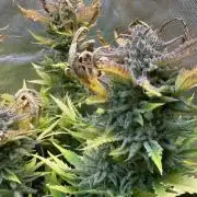 Fast Buds - Pound Cake Auto