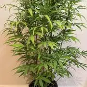 CBD AUTO 20:1