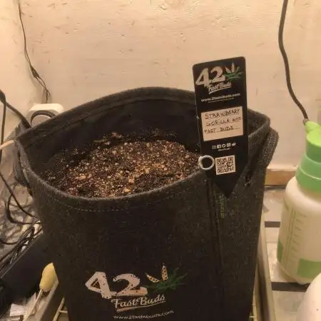 Strawberry Gorilla auto - Fast Buds