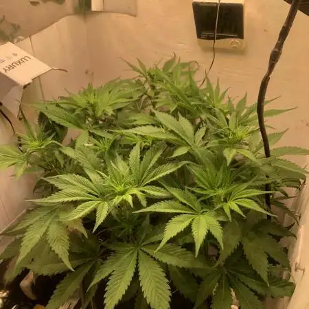 Strawberry Gorilla auto - Fast Buds