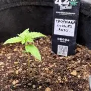 Fast Buds - Tropicana cookies Auto