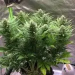 Strawberry Gorilla auto - Fast Buds
