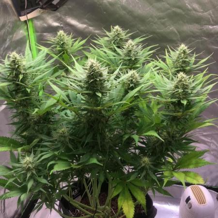 Strawberry Gorilla auto - Fast Buds