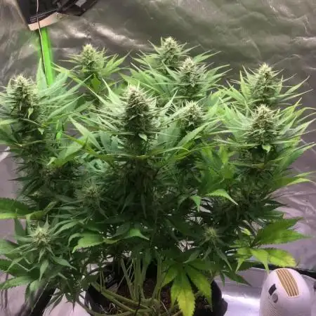 Strawberry Gorilla auto - Fast Buds