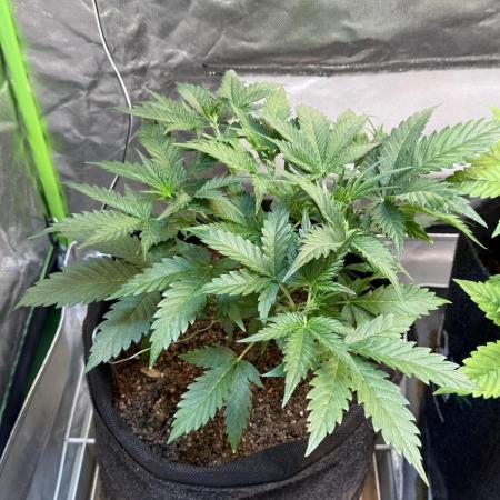 Fast Buds - Pound Cake Auto