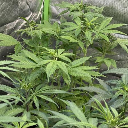 Fast Buds - Tropicana cookies Auto