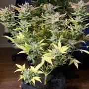 Fast Buds - Pound Cake Auto
