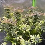 Fast Buds - Pound Cake Auto
