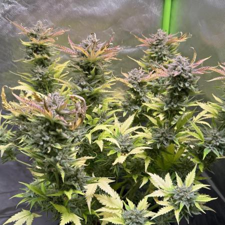 Fast Buds - Pound Cake Auto
