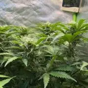 Fast Buds - Pound Cake Auto