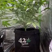 Fast Buds - Pound Cake Auto