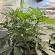 CBD AUTO 20:1