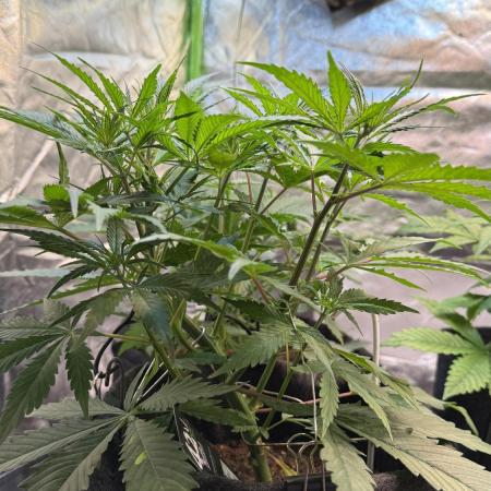 CBD AUTO 20:1