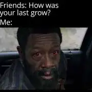 My Weed is Trash, but Memes are good