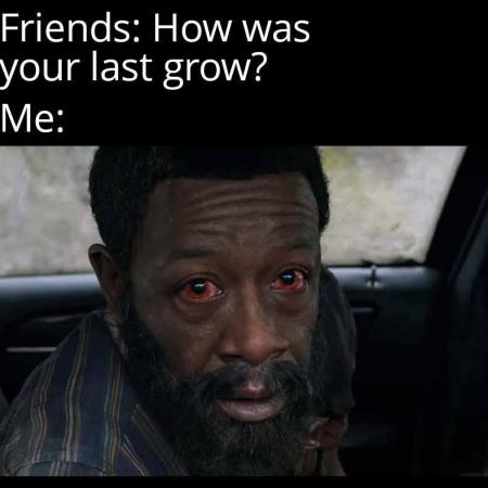 My Weed is Trash, but Memes are good