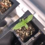 Viente Uno (CBD) - Canuk Seeds