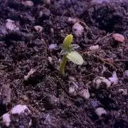 First grow