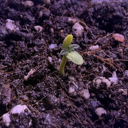 First grow