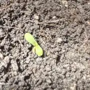 First grow