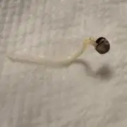 First grow
