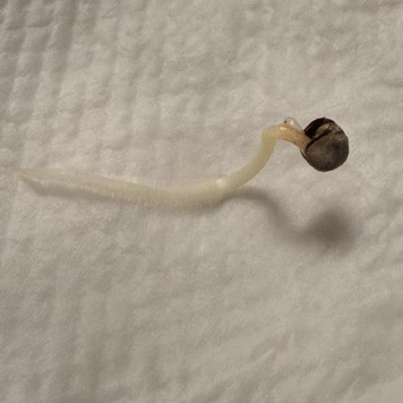 First grow