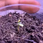 First grow