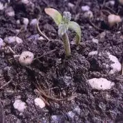 Big Gg#4