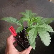 Mom's meds