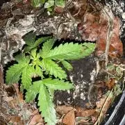 1st grow