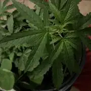 1st grow