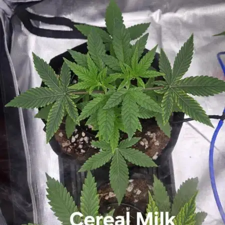 HomeGrow 2026 #3