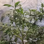 Home Grow 2026 #2