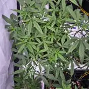 HomeGrow 2026: Blue Cheese#2