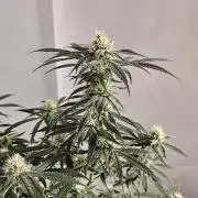 HomeGrow 2026 #1