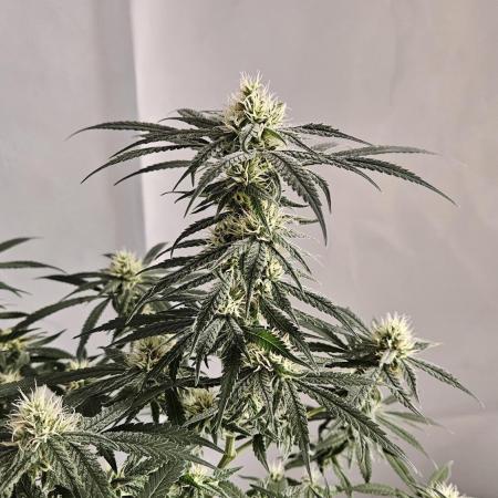 HomeGrow 2026 #1