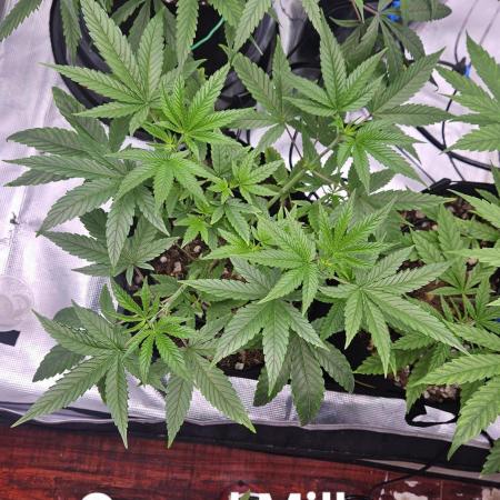 HomeGrow 2026 #3