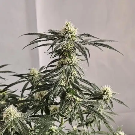 HomeGrow 2026 #1