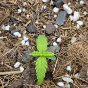 Original Northern Lights Auto
