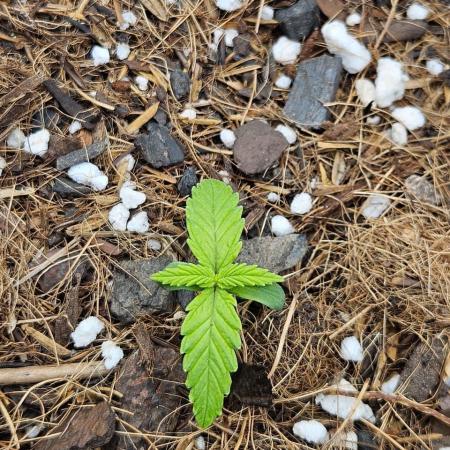 Original Northern Lights Auto
