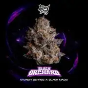 Black Orchard - Wizard trees