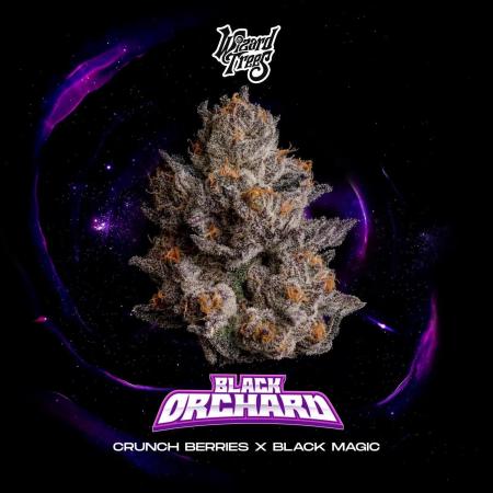 Black Orchard - Wizard trees