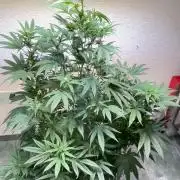Make seeds: Wizard Trees, Black Orchard
