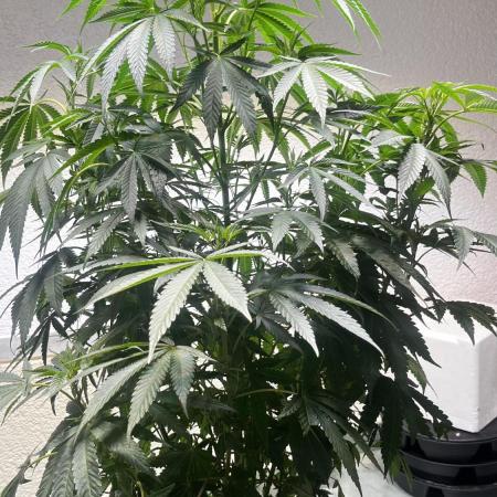 Make seeds: Wizard Trees, Black Orchard