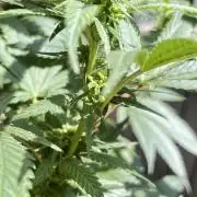 Make seeds: Wizard Trees, Black Orchard