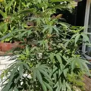 Make seeds: Wizard Trees, Black Orchard