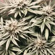 Frenchy grower