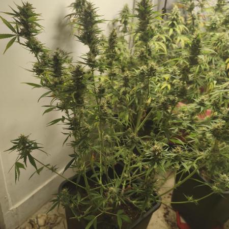 Grow french