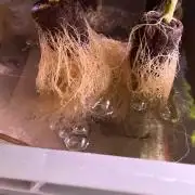 Hydro 2.0