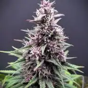 Hydro